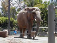 African elephant at the San Diego Zoo