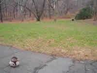 Central Park