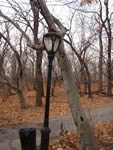 Central Park