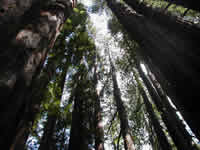 A view skyward of the redwoods